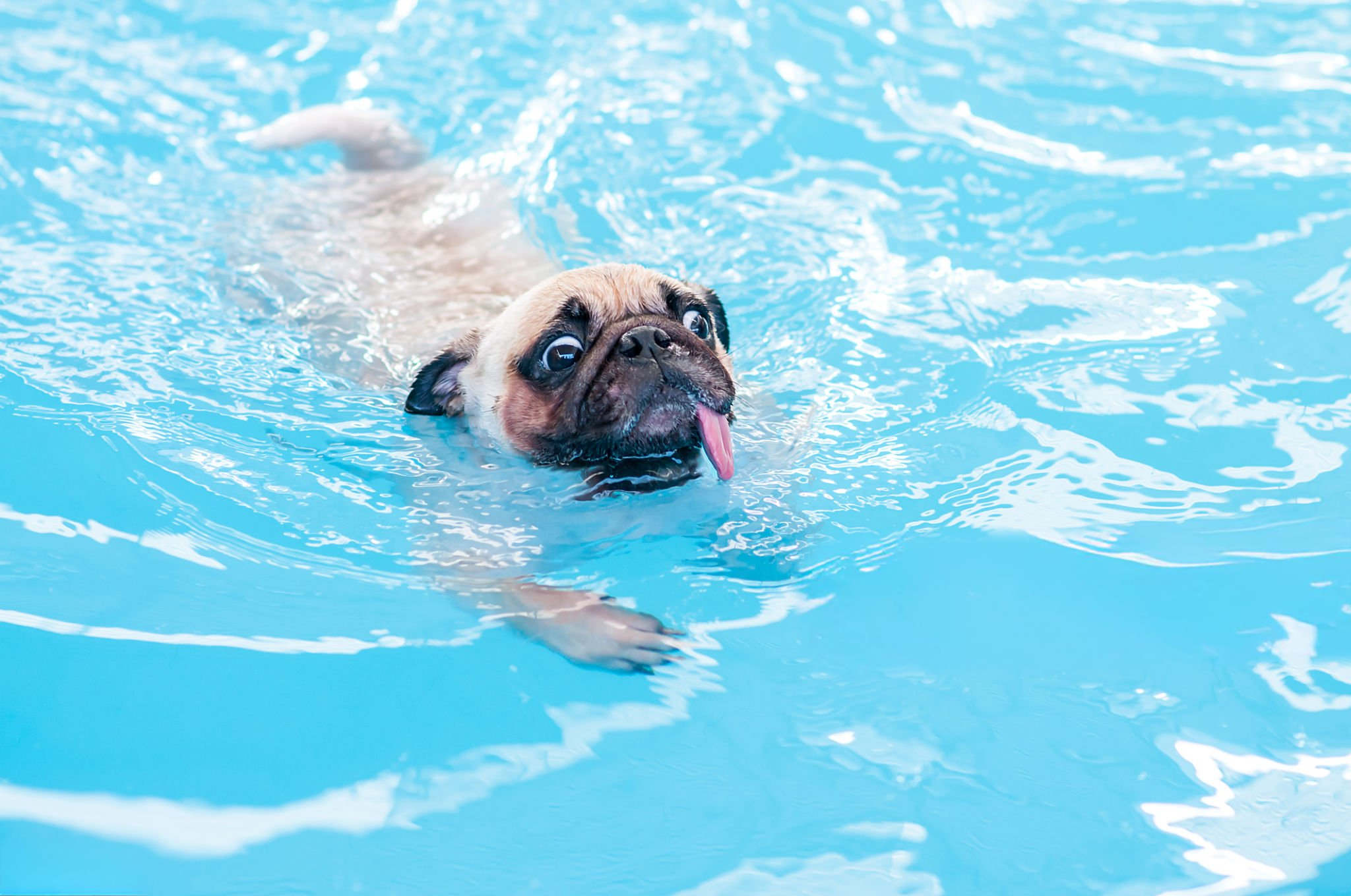 pool safety for pets French bulldog swimming demonstrating pool safety for pets